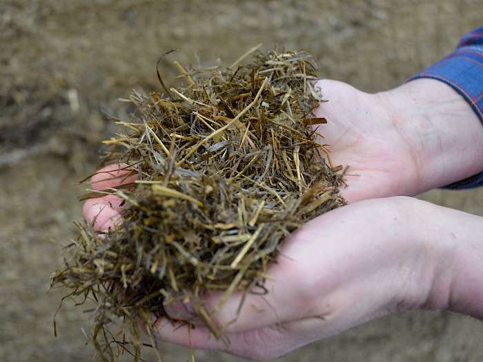 Silage auf Händen